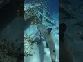 I’m a Shark… My GoPro Captured a Giant Gate Opening in the Pacific Depths 🌊🦈