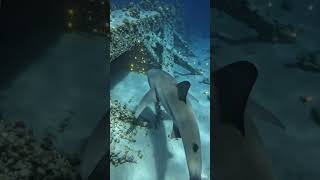 I’m a Shark… My GoPro Captured a Giant Gate Opening in the Pacific Depths 🌊🦈
