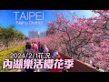 台北內湖樂活櫻花季2024/2/1花況｜4K HDR｜TAIPEI LOHAS Cherry Blossom Festival