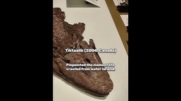 Most Important Discoveries...  #dinosaur #fossils #paleontology