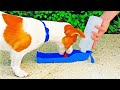 MUST HAVE GADGETS FOR YOUR PETS || Crafts And DIY Hacks For Cats And Dogs