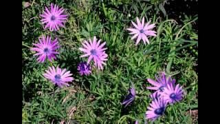 Download Lagu The Giara MP3