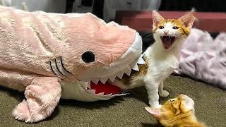 🐶 Dogs And 😹 Cats In Funny Situations - Try Not To Laugh 😂 by funny and viral 211 views 3 years ago 6 minutes, 34 seconds