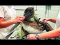 Man Has Emotional Reunion With Wild Black-Faced Spoonbill He Saved