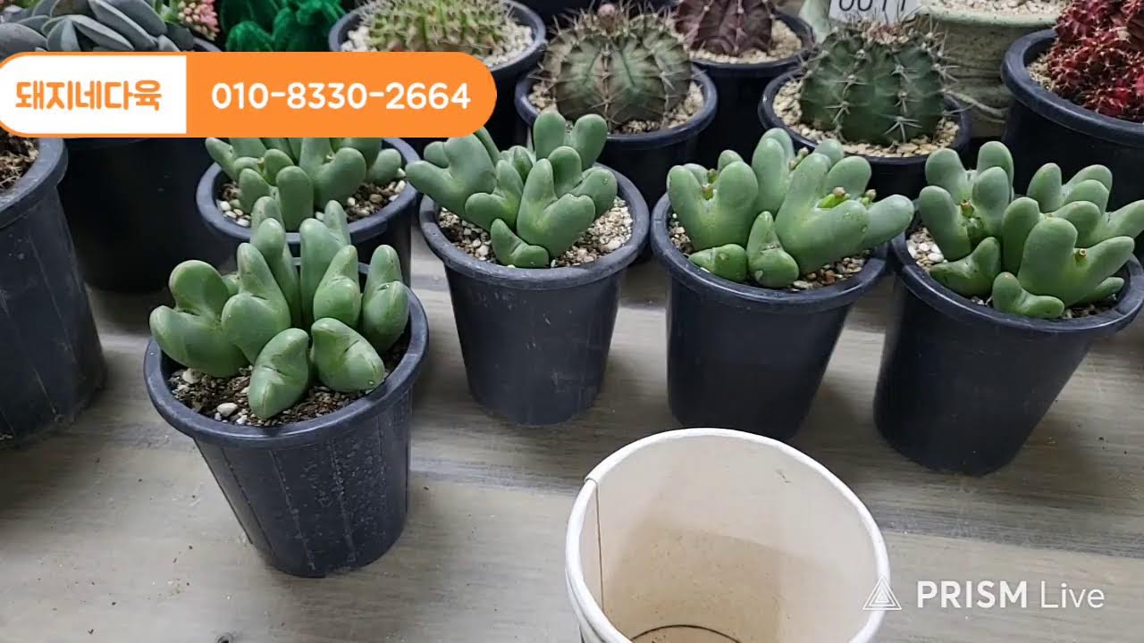 🐷돼지네다육 3월  7일  오후7 시   선인장 과 국민다육이 라이브방송🐷