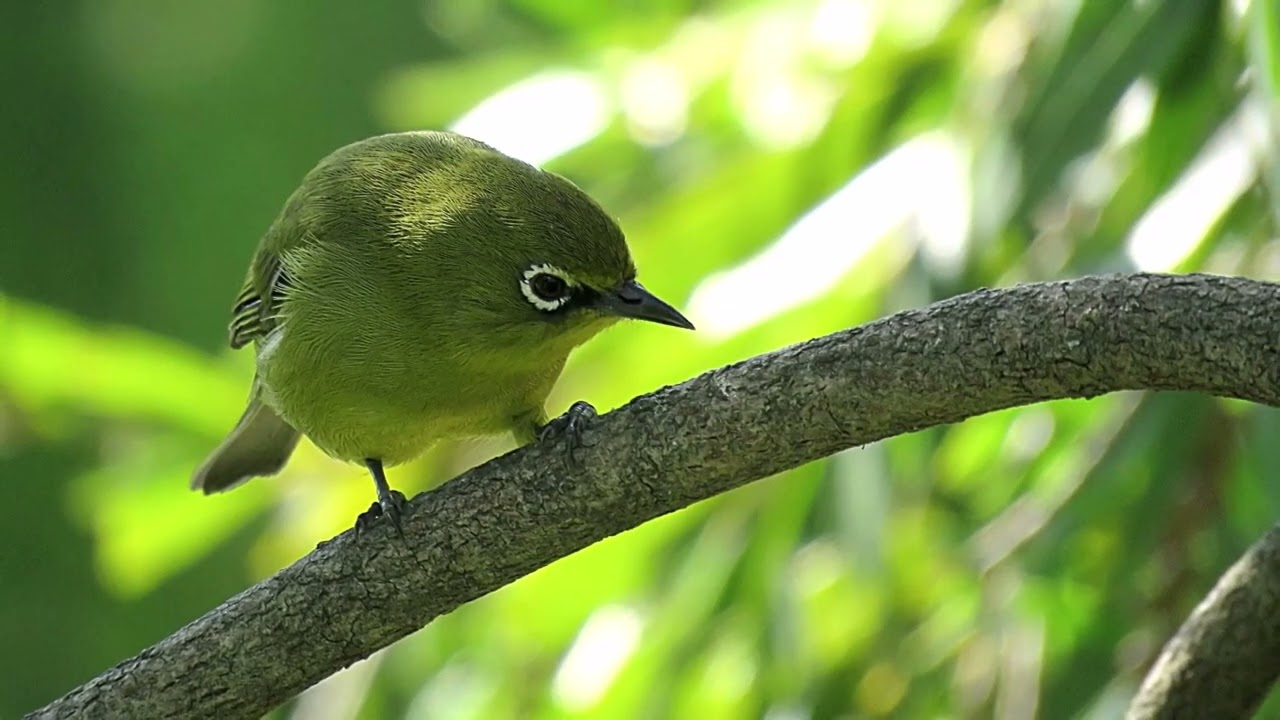 メジロの鳴き声 たぶん めっく庵 メックサンダーのブログ