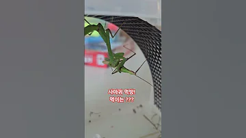 넓적배사마귀 먹방 사마귀키우기 사마귀 Bugs Fight 곤충키우기 방아깨비 