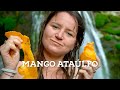 La historia del mango Ataúlfo, una fruta 100% mexicana - Chiapas.