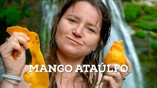 The most delicious mango in the world is Mexican - The Ataúlfo mango, Chiapas.