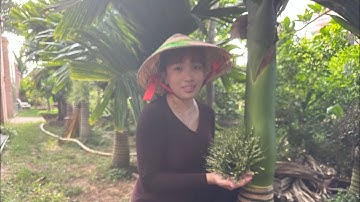 Có nên trồng Cao hương hay cao lùn tứ quý không?- Hoa kiểng Cái Mơn -  Ngọc Ngân Bến Tre 0386569374