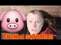 Как лечить гастроэнтерит у свиньи