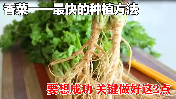 【香菜】种植香菜的新方法，10天就可以采收，不可思议！下次一定要试试|The fastest way to grow coriander - 天天要闻
