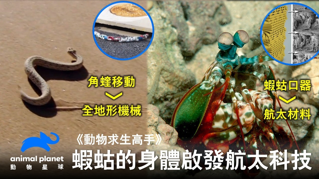 「最強拳擊手」蝦蛄一拳能打出超高能量,他的身體構造如何自保又可能改變航太科技?蜻蜓的超高機動性如何改變無人機設計?《動物求生高手》 縮圖