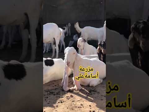 الماعز الحجازي في الجزائر الماعز الماعزالحجازي الجزائر ليبيا بانوراما تونس المغرب السعودية
