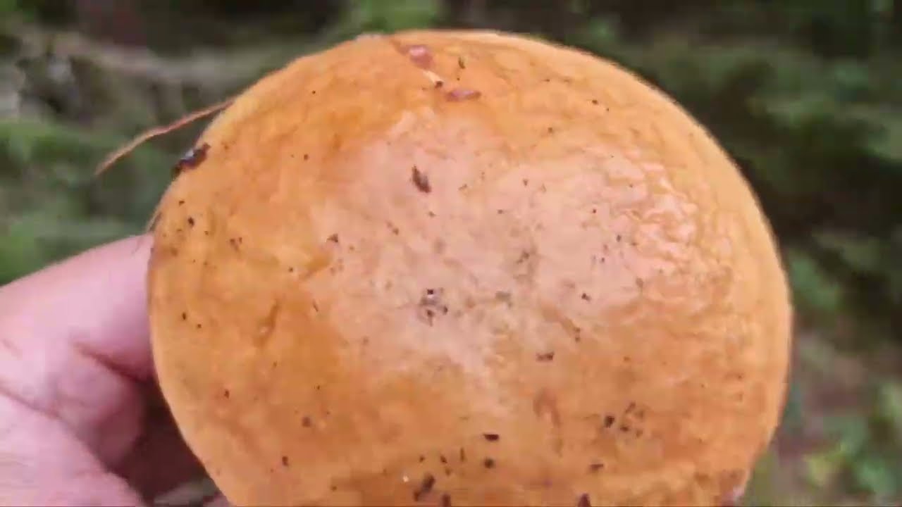 budou bedlové řízky. 12.9.2025