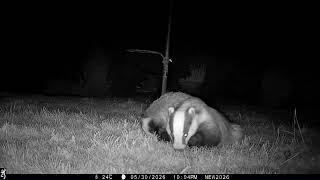30th May 2026 Mabel and Baby badger