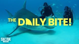 The Daily Bite's Greatest Hits | Shark Week