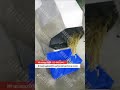 Small Potato Chips Seasoning Machine For Fried Snacks Flavor