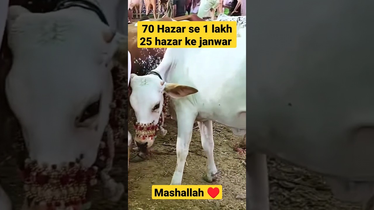 70 Hazar Se 1 Lakh 25 Hazar Tak Ke Janwar In Karachi Mandi 2023 70-hazar-se-1-lakh-25-hazar-tak-ke-janwar-in-karachi-mandi-2023