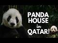 Meet Thuraya &amp; Suhail: Qatar’s Giant Pandas