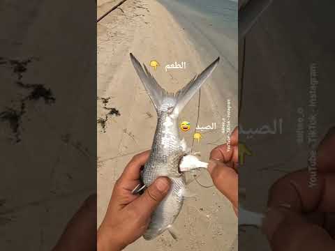 فيديو: السمك الذي يتحدث مع فرتس