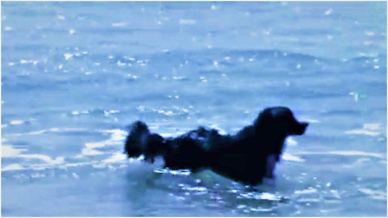 When This Dog Heard Desperate Screams Coming From The Waves, He Bravely Rushed In To Help