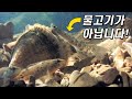 사기가 판치는 동물의 왕국!｜기묘한 의태 이야기