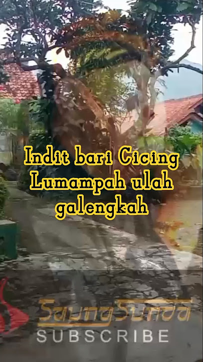 Indit bari Cicing Lumampah ulah galengkah #shorts