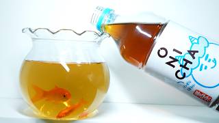 金魚をONICHA(麦茶)で育てた結果…ヤバすぎた