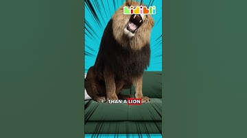 Cats are really paw-some! 🐱 | Kidibli #shorts