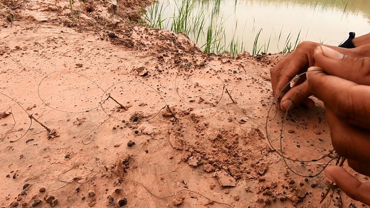 วิธีปักครืน ดักนกเขาใหญ่ ถ้ามีตัวเข้าจะไม่ค่อยพลาด