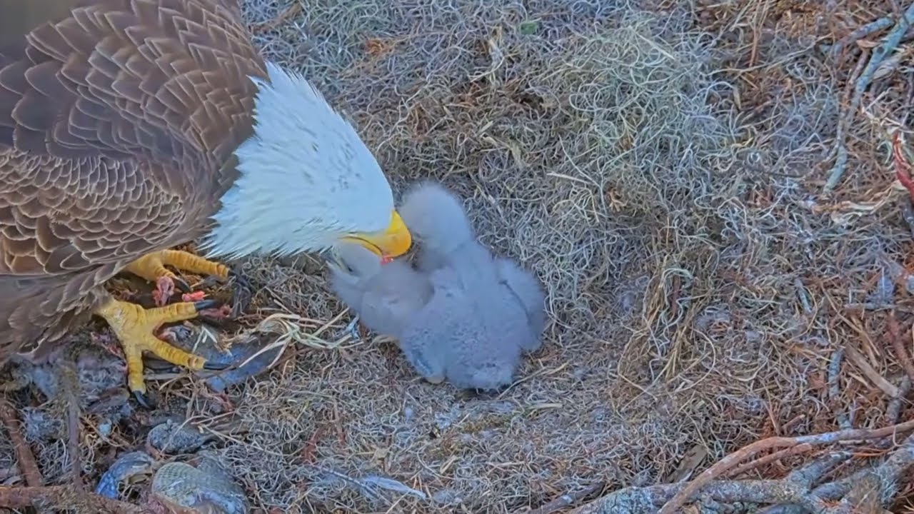 #baldeagle S03#P20 Review birds in nest with nature #birdslovers #birdsounds #birdsnest
