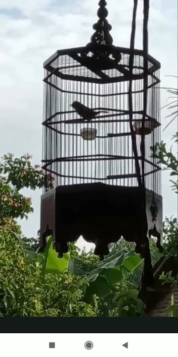 burung cipoh siulan maut