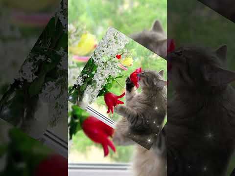 Весна пришла! #доброеутро #видеооткрытка #музыкальнаяоткрытка #котики #открытка