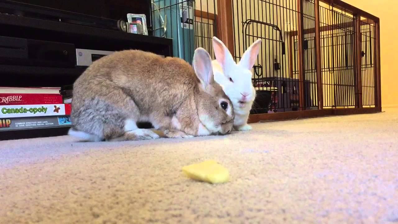 Bunnies eating pineapple YouTube