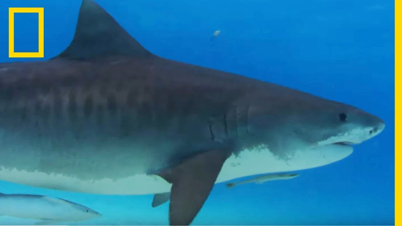 Le Requin Tigre Attaque Des Albatros Par Surprise Youtube