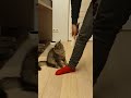 Cat vs lint roller