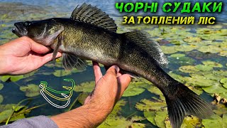 картинка: ✅ВЕЛИКІ СУДАКИ ЖИВУТЬ В КОРЧАХ!✅
