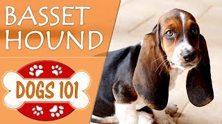 Dogs 101  BASSET HOUND  Top Dog Facts About the BASSET HOUND