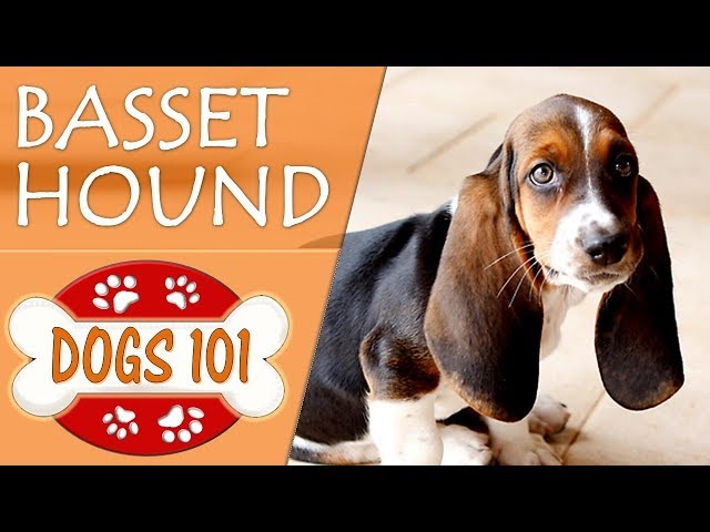 Dogs 101 - BASSET - Dog Facts About the BASSET HOUND - YouTube