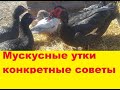 Голубая мускусная утка. Советы для начинающих