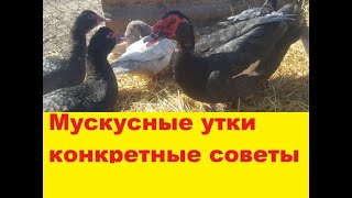 Голубая мускусная утка. Советы для начинающих