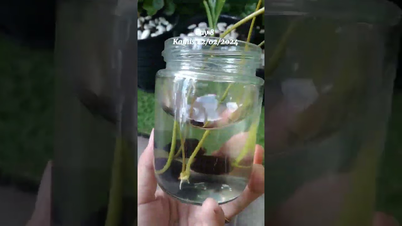 menanam lotus dari biji 