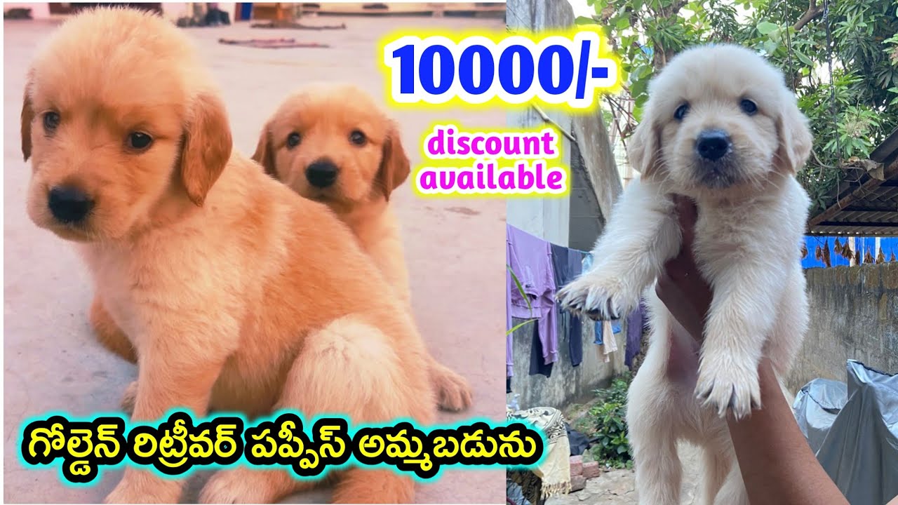top quality Golden Retriever Puppies for sale in telugu/9010487322 /aj