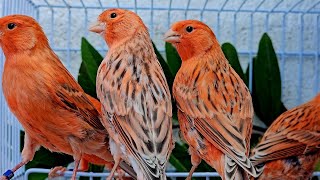os PASSAROS para CRIAR EM VIVEIRO | Escolha As Melhores Aves Para Criar Em Viveiro! Marcelo Arruda