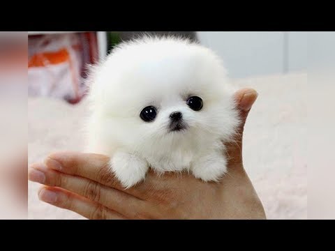 Video: Hvad er den Littlest Dog?