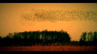 The Black Sun / Starlings