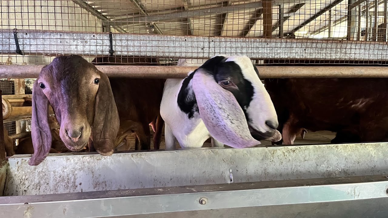 2026-02-13小羊趣&九福花海