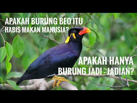 Video: Burung Beo Boleh Memberi Alasan Secara Logik Dan Menggunakan Frasa Ucapan Manusia - Pandangan Alternatif