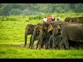 Ceylon elephants
